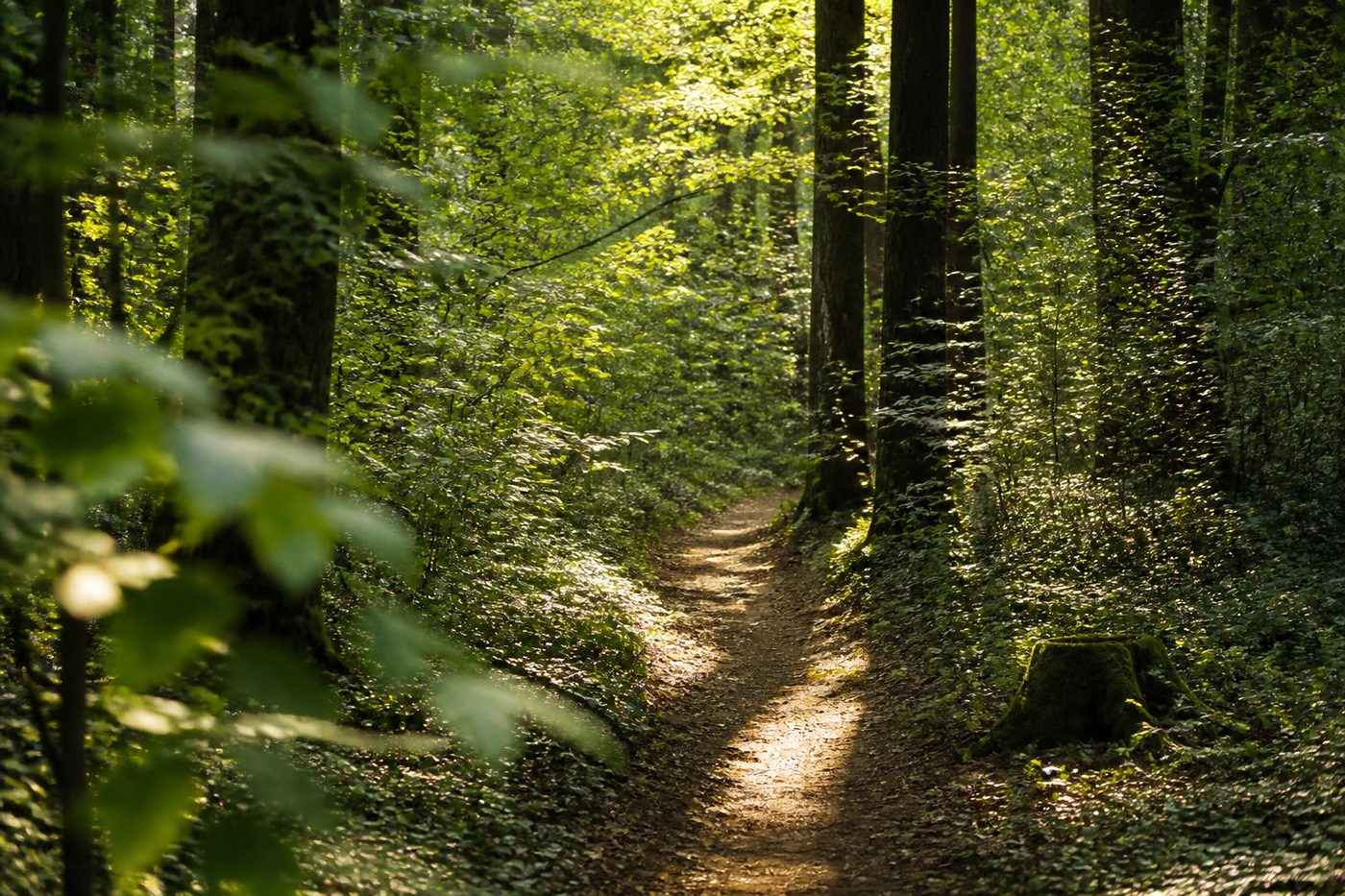 Ein einzelnes Steingehöft aus Bruchstein auf einem Hang unterhalb des Monte Subasio, im Vordergrund Trockenmauern und Olivenbäume, warmes Abendlicht von der Seite